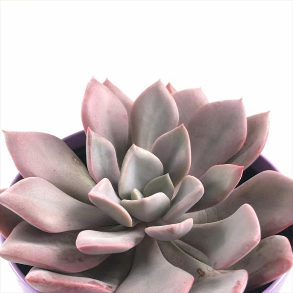 flower-net_z231211006