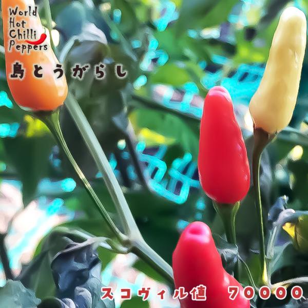【特徴】沖縄県の伝統野菜としても知られています。長さが3cm程度と小さく、辛味が強いのが特徴。一般的には赤く熟してから収穫しますが、未熟な青いとうがらしを利用することも可能です。温暖な気候なら家庭菜園でも育てやすく、葉野菜の虫除けにも役立つ...