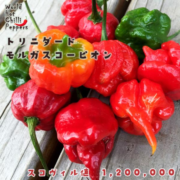 【特徴】やや丸の形から下部が凹み、そこからサソリのトゲの様な突起がある不思議な形。辛さは、本当に辛く痛いぐらいなので、オイル漬けなどに向きます。調理の際、切り口の断面などから出た成分が、手や目、顔などに付くとそれだけでも痛いので、十分な装備...