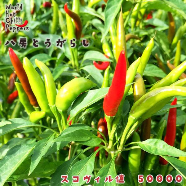 【特徴】葉の上に房状の実をつける八房系。鷹の爪よりも辛みが優しいため、食べやすく、上品な旨みと爽やかな風味を感じることができます。 葉も大きく柔らかいので、葉とうがらしとして常備菜などに幅広く使えます。スコヴィル値　50000【置き場所】一...