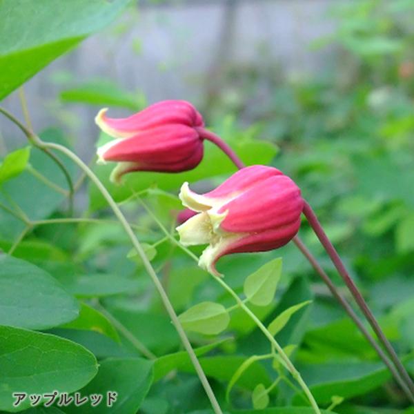 flower-net_z231213101