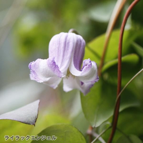 【特徴】今年伸びたつるに淡紫ピンク色の花をつけます。弁先が外側に反り返ります。咲き終わった花の脇からつるが伸び花芽を付けるので、株全体の花が終わったら強剪定して下さい。【咲き方】新枝咲き【開花期】5〜10月【花径】約4.2cm【丈】2〜4m...