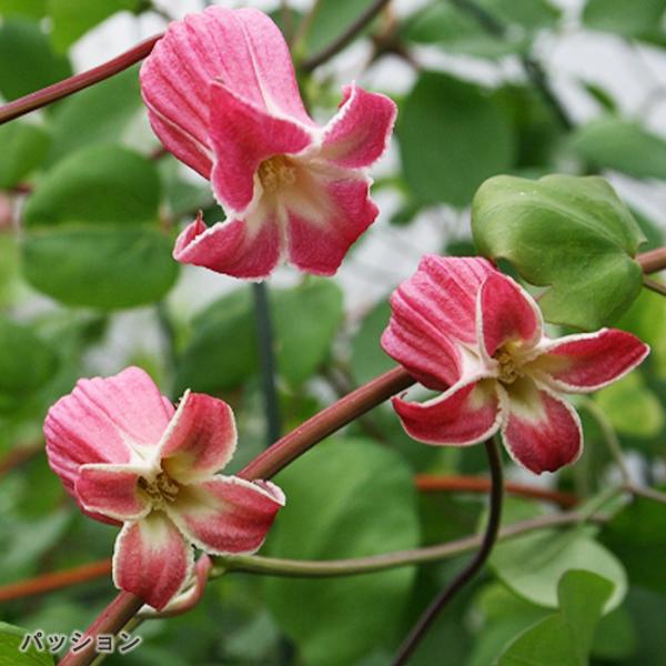 三*子様 クレマチス　苗　⑧ 三*子様 クレマチス 苗 ⑧ flower-net_z230627208