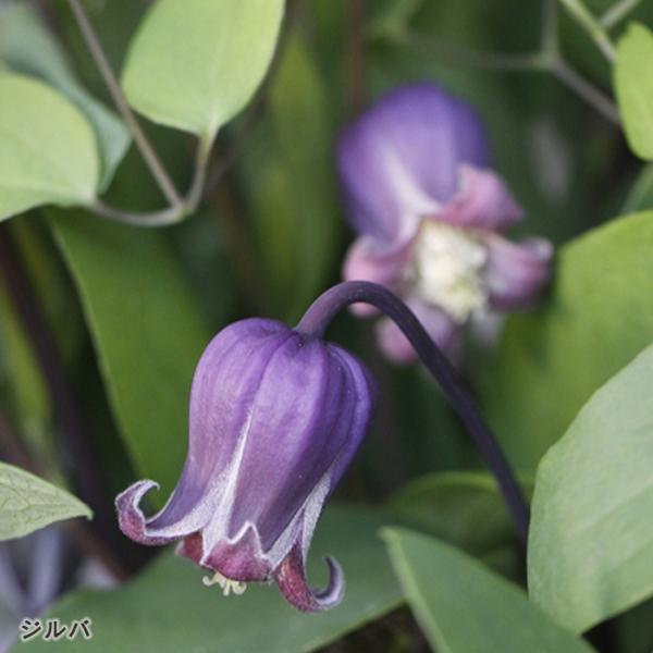 予約販売 クレマチス 苗 ジルバ ヴィオルナ系 杉本さんのクレマチス 壺