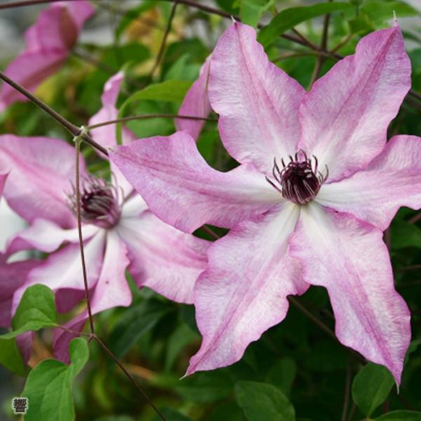 flower-net_z231213115