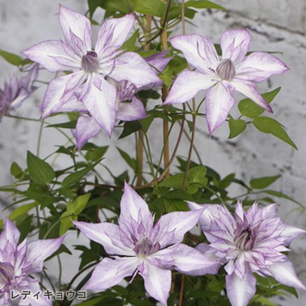 【特徴】外側の浅紫色の萼片と中心部の弁化したしべがゆっくりと外側に開いていく八重咲き品種。花後の剪定により伸びたつるに花をつけます。多花性で四季咲き性。冬の寒さにやや弱いので寒冷地では防寒が必要です。【咲き方】新旧両枝咲き【開花期】5〜11...
