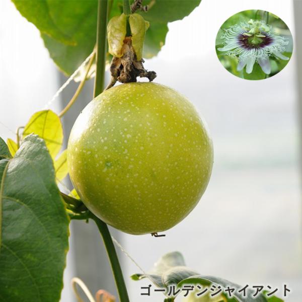 【特徴】黄色系統の代表種で、大きな果重が100g以上の実をつけます。黄色く楕円形の実で、梨にも見えるかわいい形をしています。よく実り、酸味が少なく風味が良い品種なので、収穫も楽しめます。ある程度木が大きくならないと開花しないので、植付け後2...