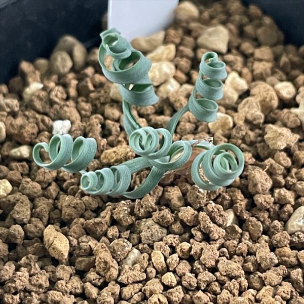 日本花キ流通 多肉植物 caゲチリス リネアリスHyb 実生 ケープバルブ