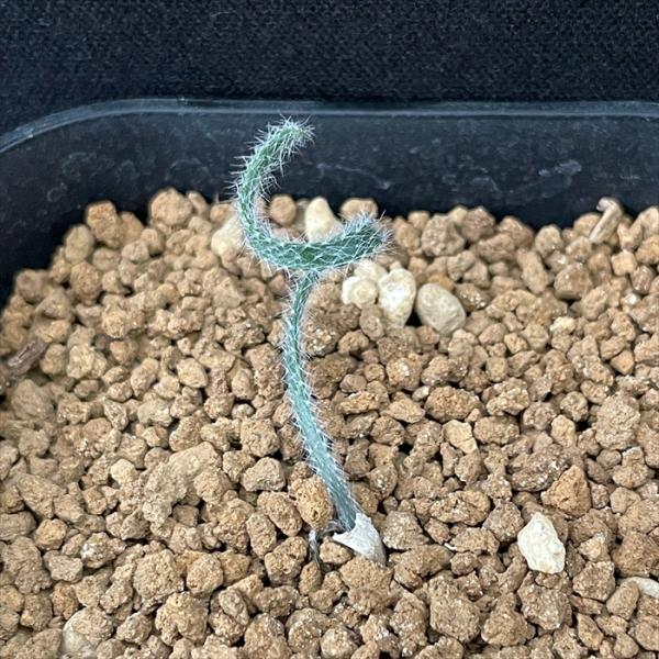 日本花キ流通 多肉植物 caゲチリスHyb 実生選抜タイプ ケープバルブ