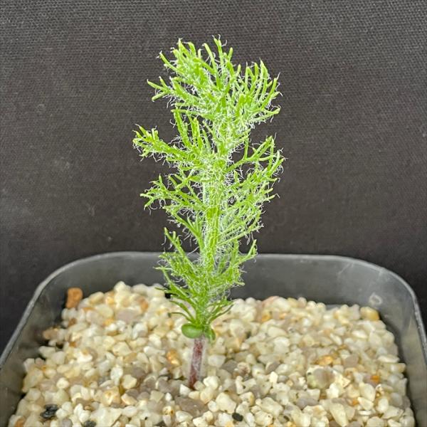 日本花キ流通 多肉植物 caエリオスペルマム パラドクサム グリーン
