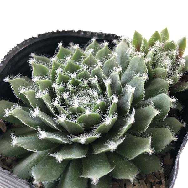 日本花キ流通 多肉植物 sfセンペルビウム アイシクル 7.5cm