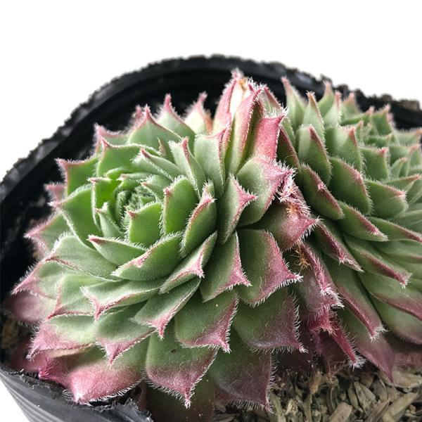 日本花キ流通 多肉植物 sfセンペルビウム コノ 7.5cmポット