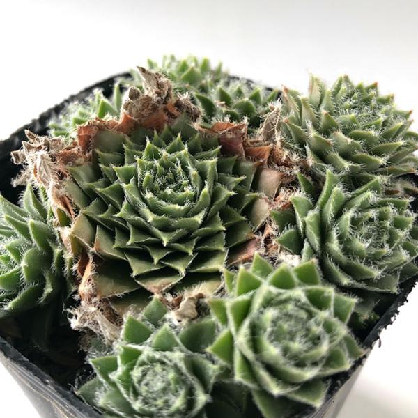 日本花キ流通 多肉植物 sfセンペルビウム 山彦 7.5cmポット