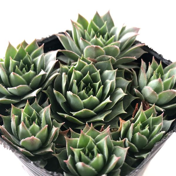 日本花キ流通 多肉植物 sfセンペルビウム アトロビオラセウム 7.5cm