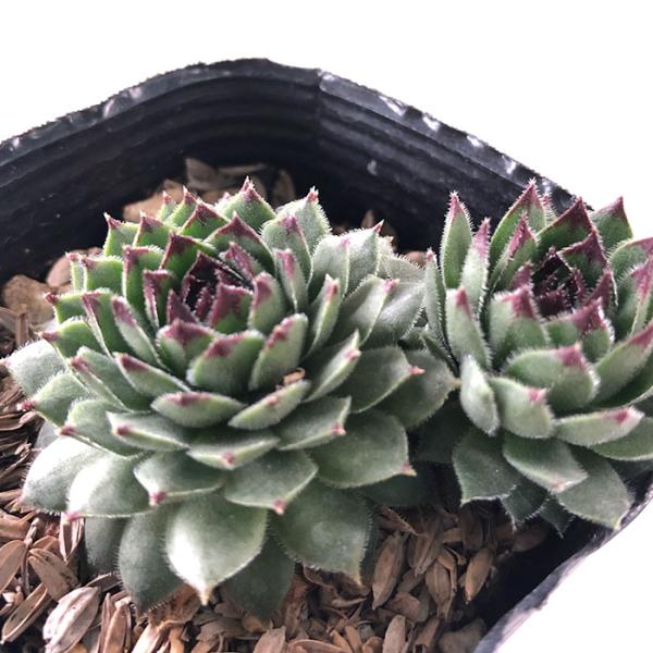日本花キ流通 多肉植物 sfセンペルビウム ラインハルト 7.5cmポット
