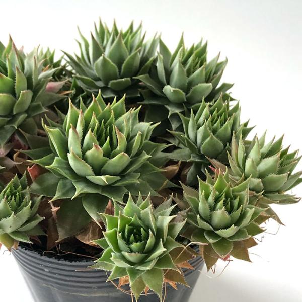 センペルビウム　パシフィック ライラック 日本花キ流通 多肉植物 sfセンペルビウム ライラッククイーン 7.5cm