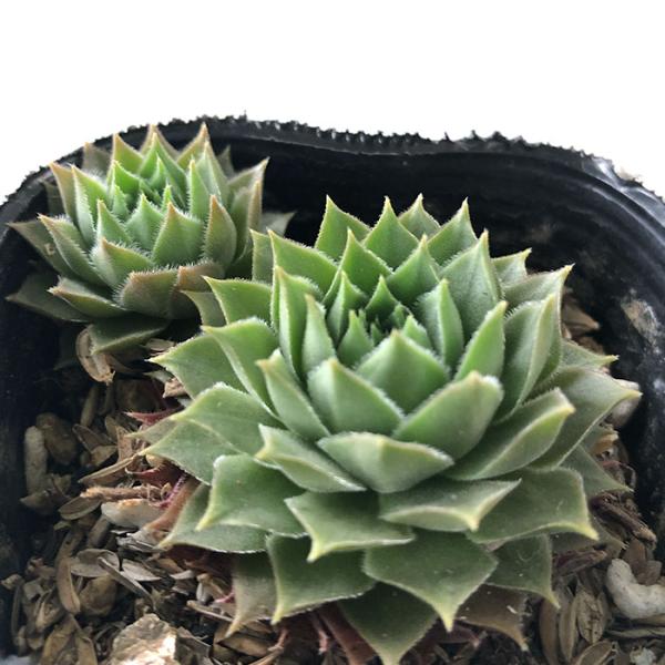 日本花キ流通 多肉植物 sfセンペルビウム ジェロナ 7.5cmポット