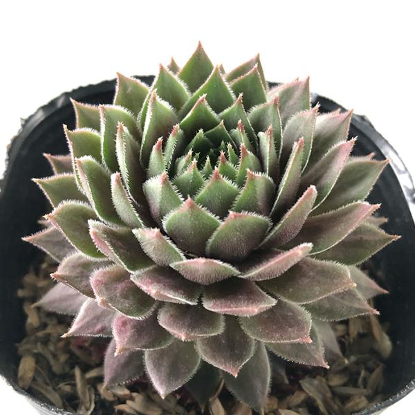 日本花キ流通 多肉植物 sfセンペルビウム ビングチェリー 7.5cmポット