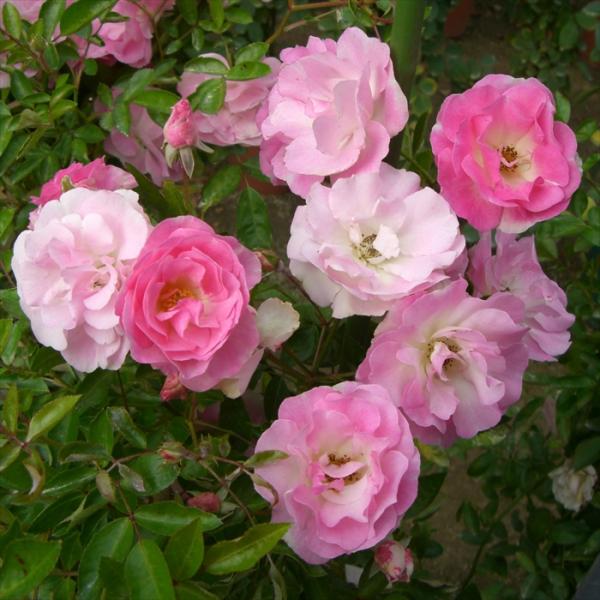 予約販売 バラ 苗 新苗 確実園 スプリングパル 四季咲き 薔薇 ばら