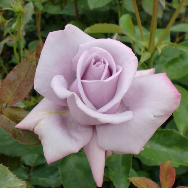 予約販売 バラ 苗 新苗 寺西コレクション ブルーシャトー 四季咲き