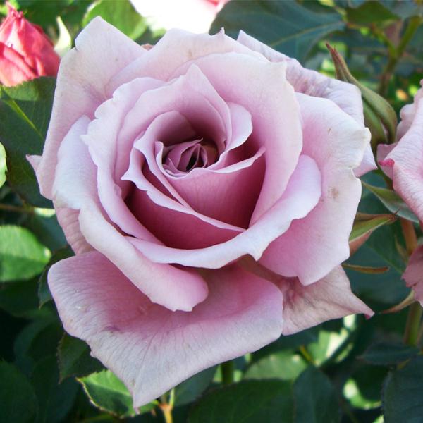 flower-net_z231222025