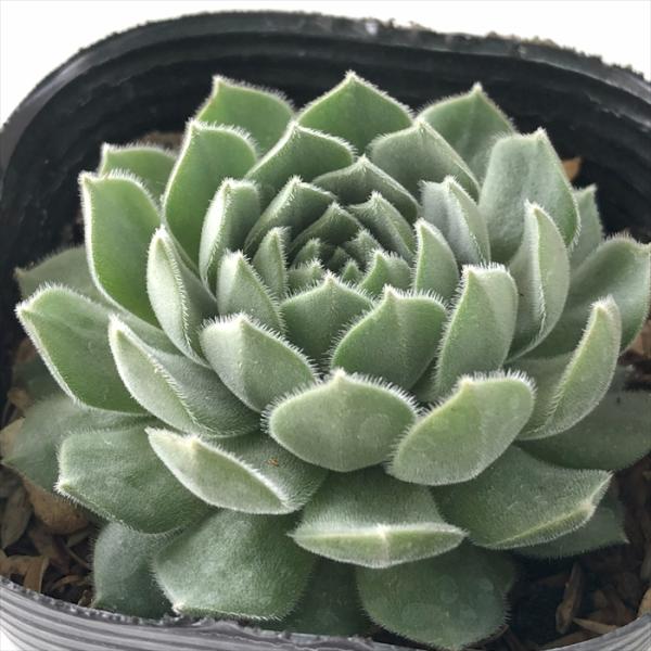 多肉 センペルAppleBlossom 楽天市場】【多肉植物】センペルビウム 'アップルブロッサム'(9cm