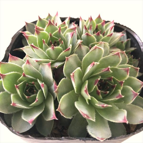 日本花キ流通 多肉植物 sfセンペルビウム カルカレウム 7.5cmポット