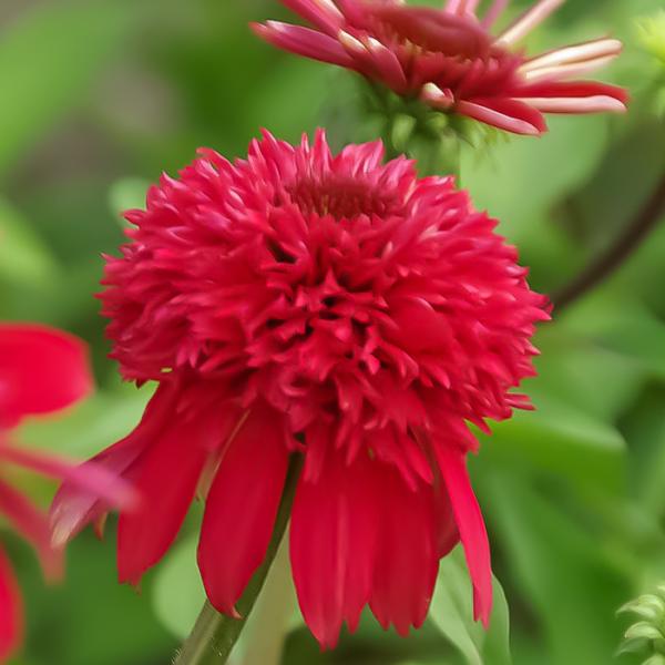 鮮やかなラズベリーレッドの八重咲き今までのところ、八重咲きの中で最も赤い花性質も強健で育てやすいタイプ 【開花期】初夏〜盛夏【草丈】40〜60cm前後【株張り】30〜50cm前後【サイズ・その他】9cmポット　1鉢※ポットの色・材質・形状が...