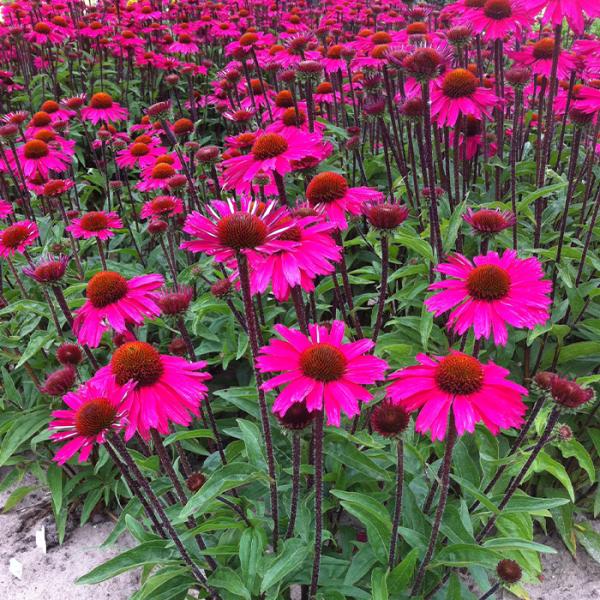 【専用】エキナセア2ポット flower-net_z240110011