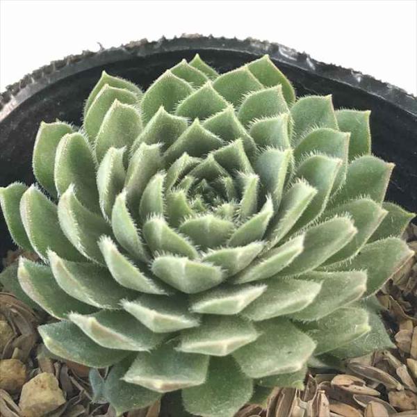 日本花キ流通 多肉植物 sfセンペルビウム ホットペッパーミント 7.5cm