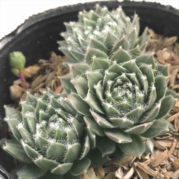 日本花キ流通 多肉植物 sfセンペルビウム フォークルネッティ 7.5cm