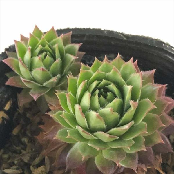 日本花キ流通 多肉植物 sfセンペルビウム トレイシースー 7.5cmポット