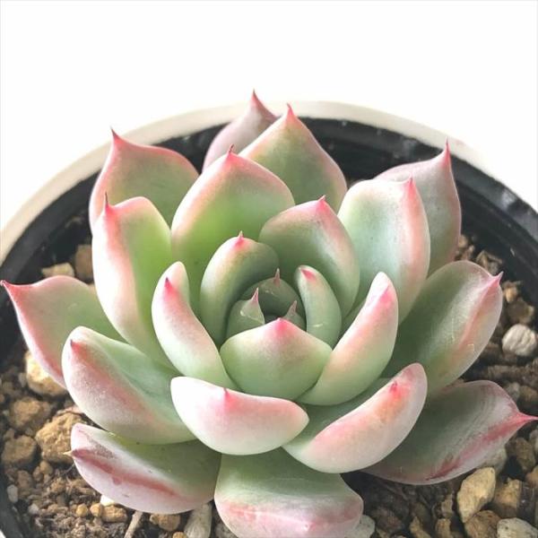 日本花キ流通 多肉植物 hmエケベリア コルテス エケベリア 6cmポット 