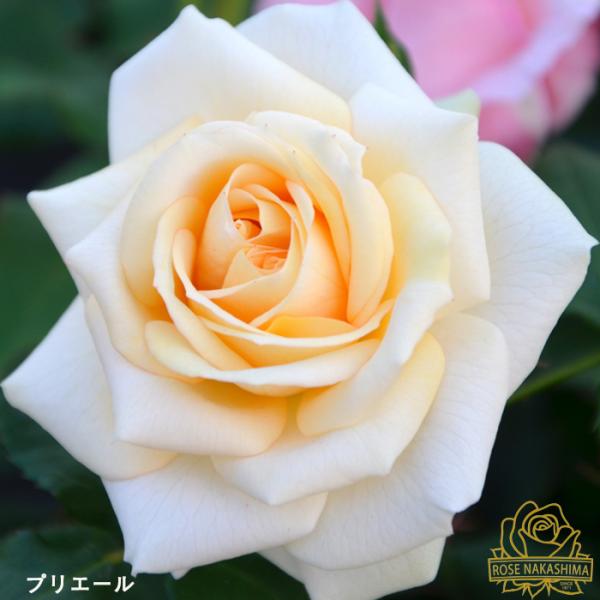 予約販売 バラ 苗 新苗 プリエール 薔薇 ばら 送料無料 ローズなかしま