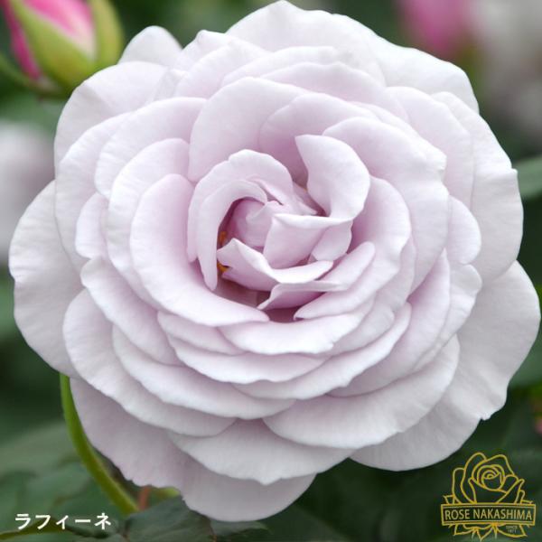予約販売 バラ 苗 新苗 ラフィーネ 薔薇 ばら 送料無料 ローズなかしま