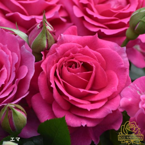 薔薇　バラ苗　入手困難　接木　新苗　CHARLOTTE PERR**** バラクーダ バラ苗 接木新苗 4号ポット 薔薇 苗 入手困難 ラスト1苗