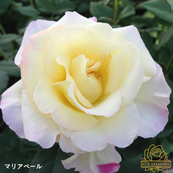 予約販売 バラ苗 バラ新苗 マリアベール 薔薇 ばら 送料無料 ローズ