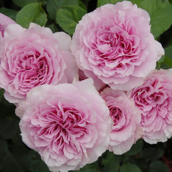 予約販売 バラ 苗 新苗 京阪園芸 風謝（ふうしゃ） 四季咲き 薔薇 ばら