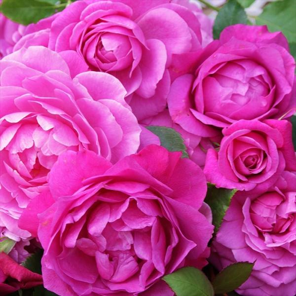 予約販売 バラ 苗 新苗 京阪園芸 フィネス 四季咲き 薔薇 ばら 送料