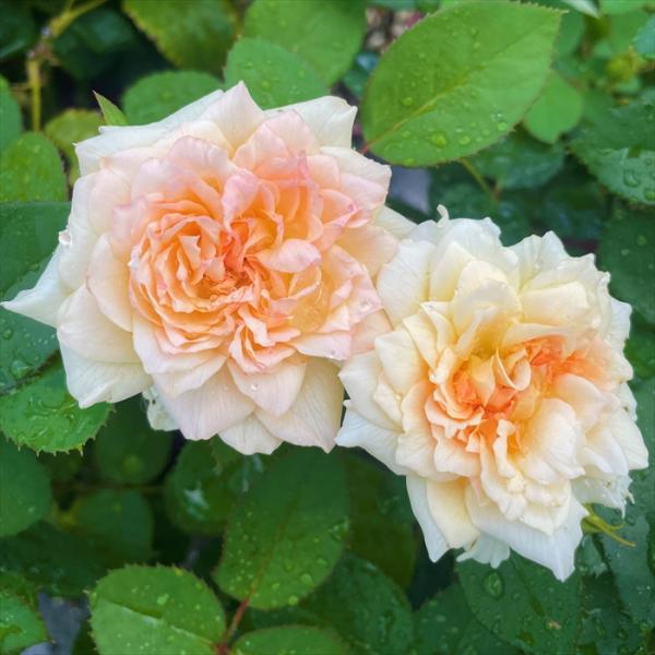 さ*え様 和ばら　花弁の光沢が美しい四季咲きのバラ苗 予約販売 バラ 苗 新苗 京阪園芸 七夜月（ななよつき） 四季咲き 薔薇