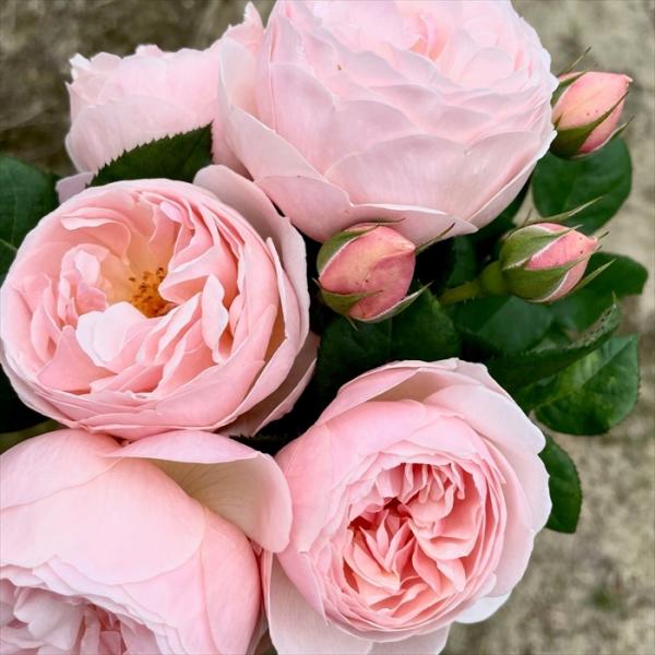 ♡KIRA様♡ご予約　バラ苗 ♡KIRA様♡ご予約 バラ苗