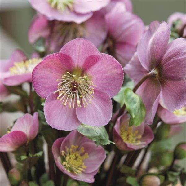 flower-net_z240205101