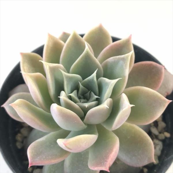 ■特徴春秋型種 10℃〜25℃の過ごしやすい季節によく生長し、暑すぎたり、寒すぎる時期は休眠してしまいます。 生長期：9月〜5月 休眠期：6月〜8月■置き場所・水やり1春・秋は日当たりがよく、雨が当たらない風通しの良い場所に置く 2夏の直射...