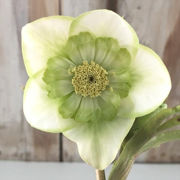 クリスマスローズ ピエラ セミダブル 0209-025 現品販売 送料無料 吉田