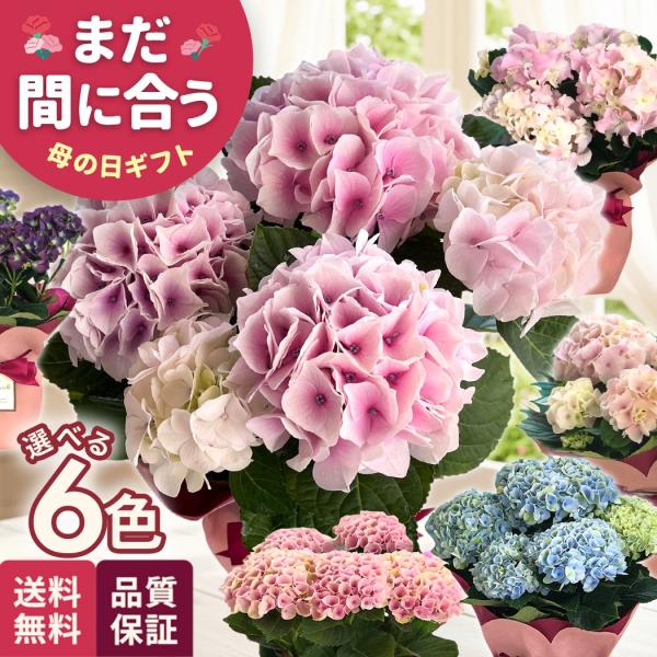 日本花キ流通 母の日 ギフト 花 選べる アジサイ 6色 4号鉢 送料無料