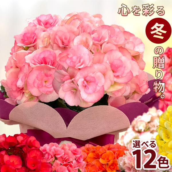 ベゴニア ルージュ斑入り 鉢のまま 希少 レア 匿名配送 ベゴニア