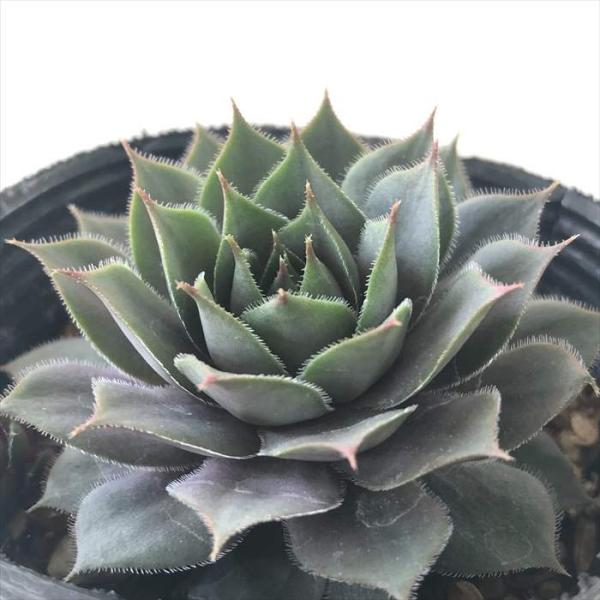 センペルビウム　デザートブルーム 日本花キ流通 多肉植物 sfセンペルビウム デザートブルーム 7.5cm