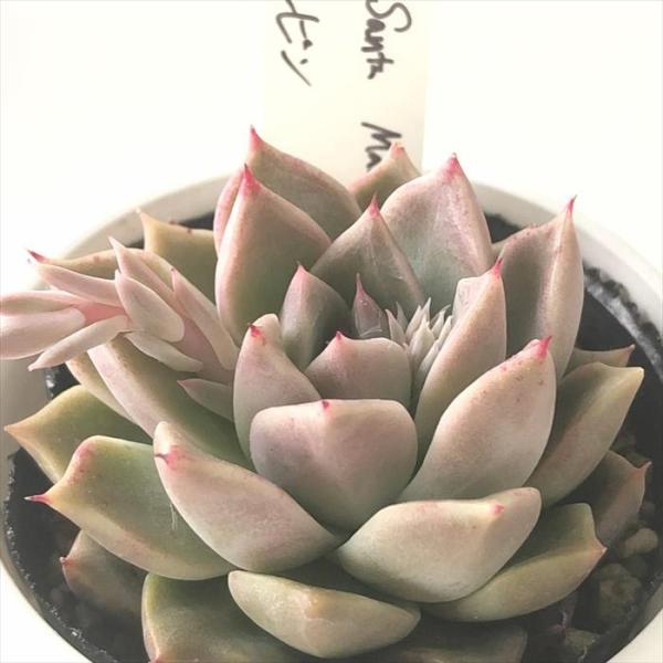 多肉植物 O'sエケベリア Fo48 Santa Maria×ルビン O's PLANTS 多肉植物 O'sエケベリア Fo48 Santa Maria×ルビン O's PLANTS