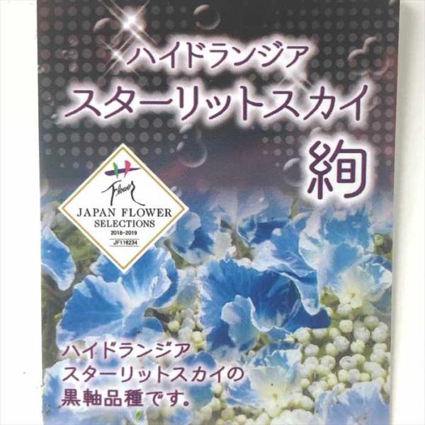 日本花キ流通 アジサイ スターリットスカイ 絢 10.5cm 登録品種