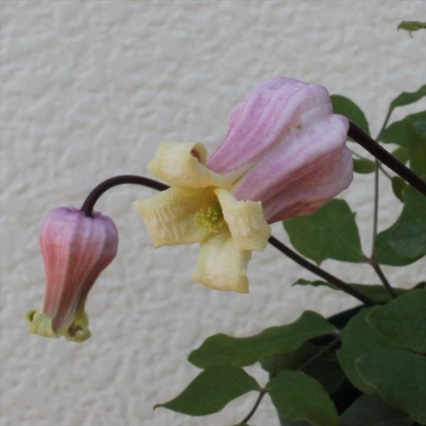 日本花キ流通 予約販売 クレマチス 苗 桐壺 ヴィオルナ系 壺型 ベル型